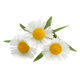 Chamomile Extract (20mg)